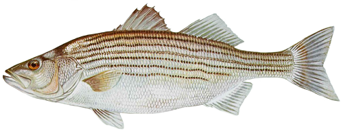 Image of striped bass (striper)